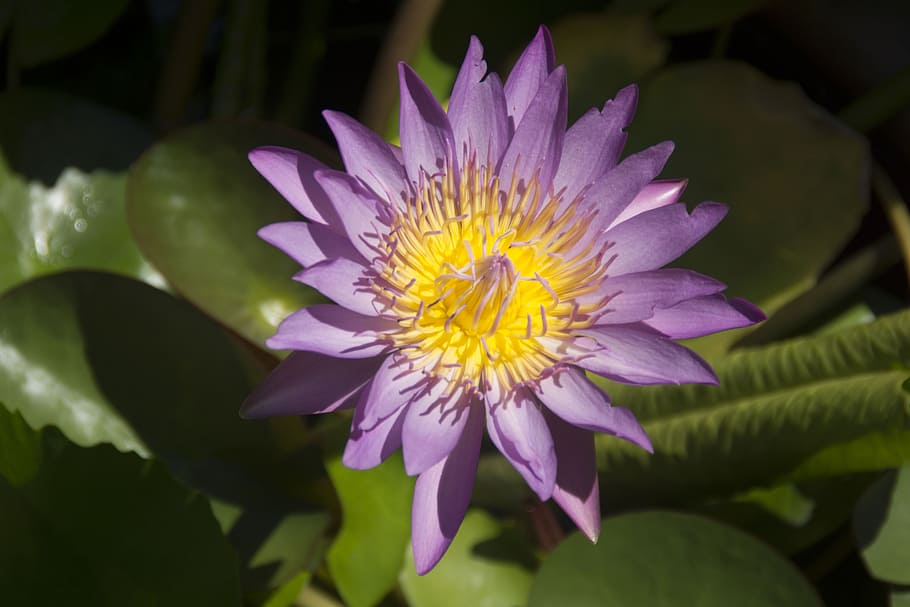 asia, south east asia, thailand, puket, water lily, lotus, purple, flower, flowering plant, plant