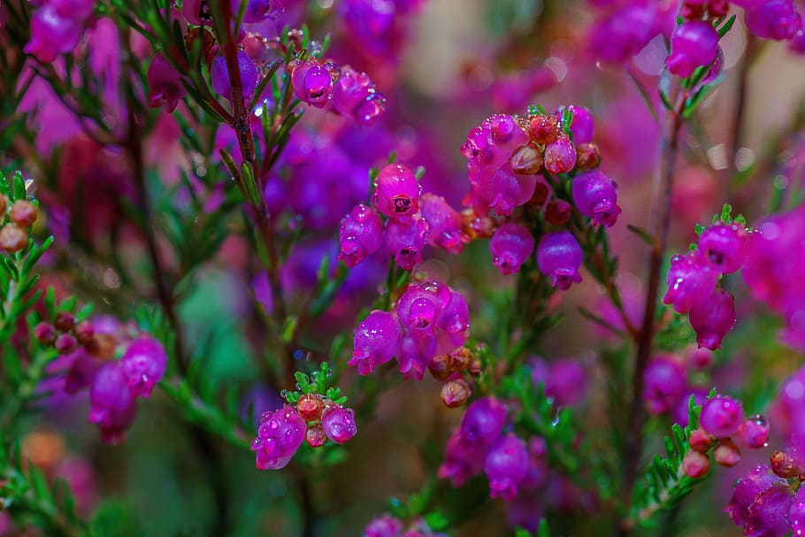 heather, erika, macro, plant, violet, heide, flowers, purple, nature, autumn