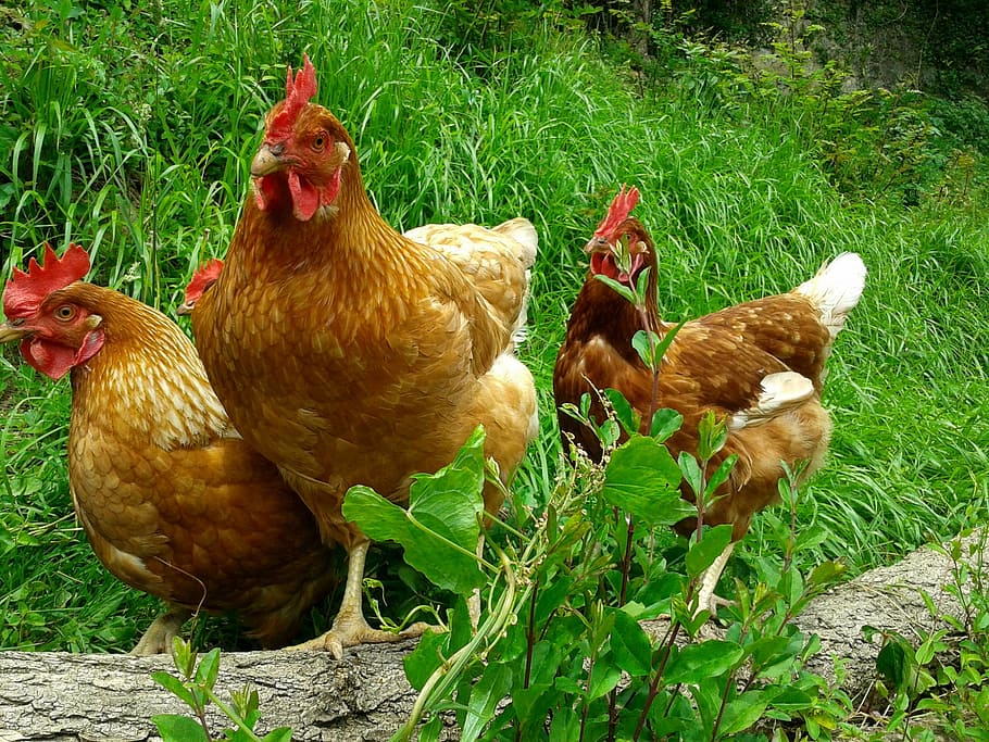 hens, laying hens, animals, nature, farm, agriculture, bird, chicken - Bird, rural Scene, animal