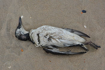 Fotos muerte de pájaro libres de regalías | Pxfuel