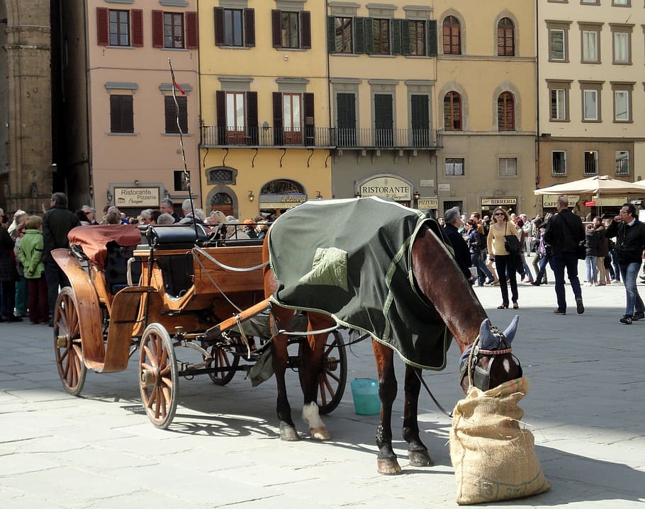 marrom, carruagem, cavalo, estacionado, edifícios, Florença, Firenze, Itália, Toscana, Treinador