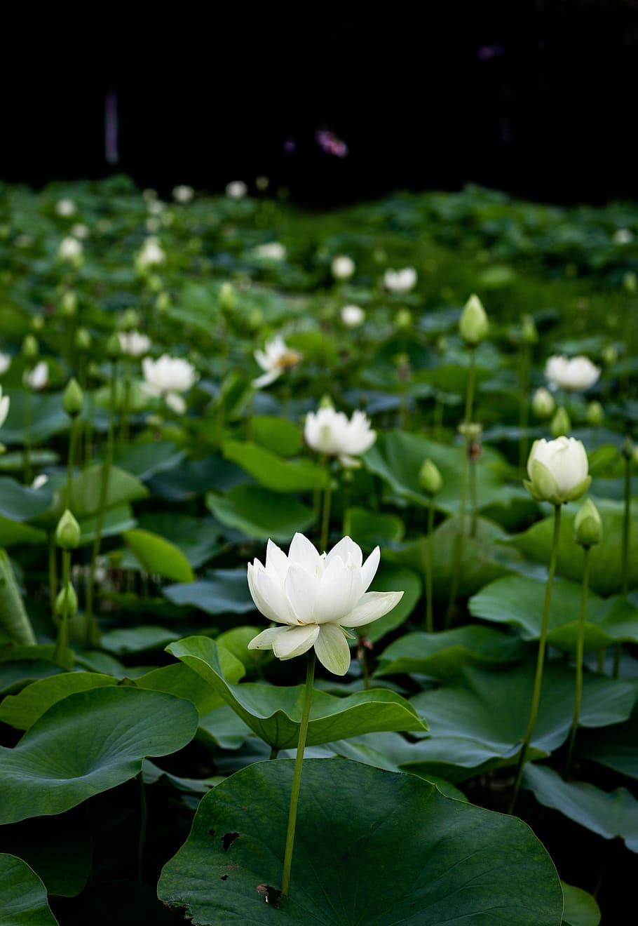 verde, plantas de loto, hoja, naturaleza, loto, natural, jardín, blanco, floral, Flor