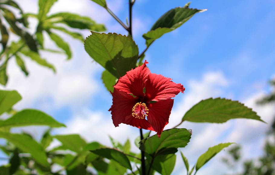flower, hibiscus, nature, flora, red, tanzania, bloom, sky, botany, plant