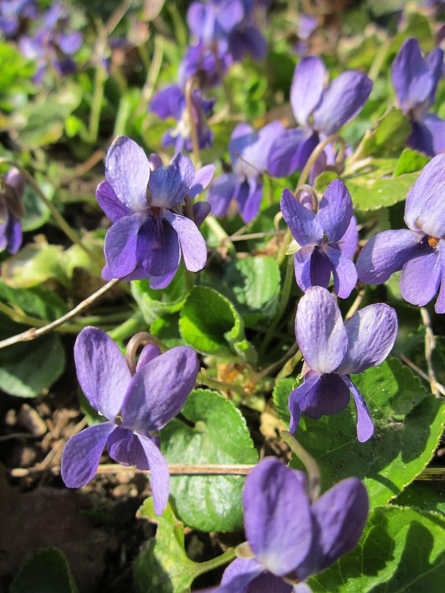 viola odorata, wood violet, sweet violet, english violet, common violet, florist's violet, garden violet, flora, wildflower, botany