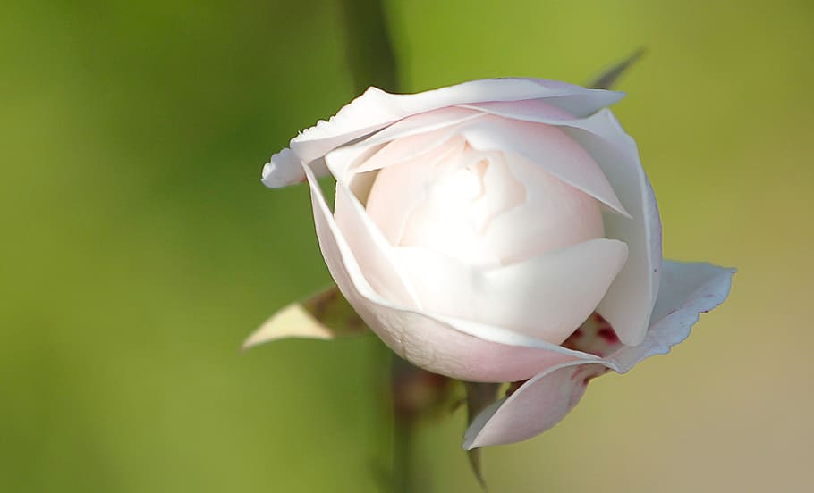 rosa, bianca, spring, spring flowers, trees, white, nature, flower, flowering plant, plant