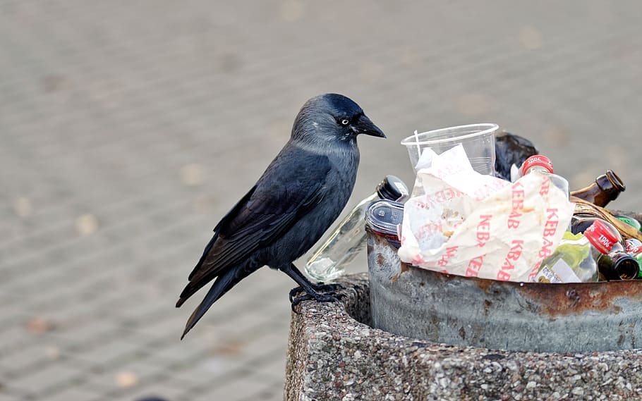 bird, crow, plumage, black, gray, sitting, edge, the container, the trash, normal