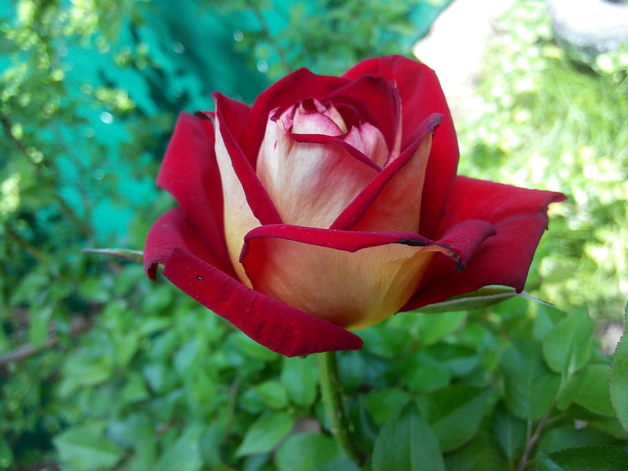 Flor, rosa roja, verdes, rosa, flores, rosas, hermoso, rojo, ramo, rosas  rojas | Pxfuel