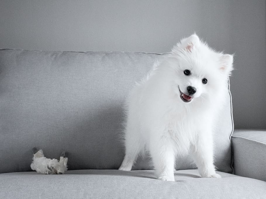 Japanese Tip Spitz Dog Puppy White Fur Long Haired Grey Sofa Pxfuel
