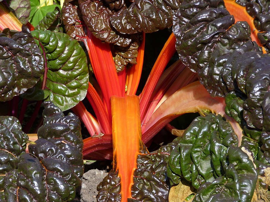 chard, colorful, vegetables, autumn, food, plant, garden, bio, close-up, red