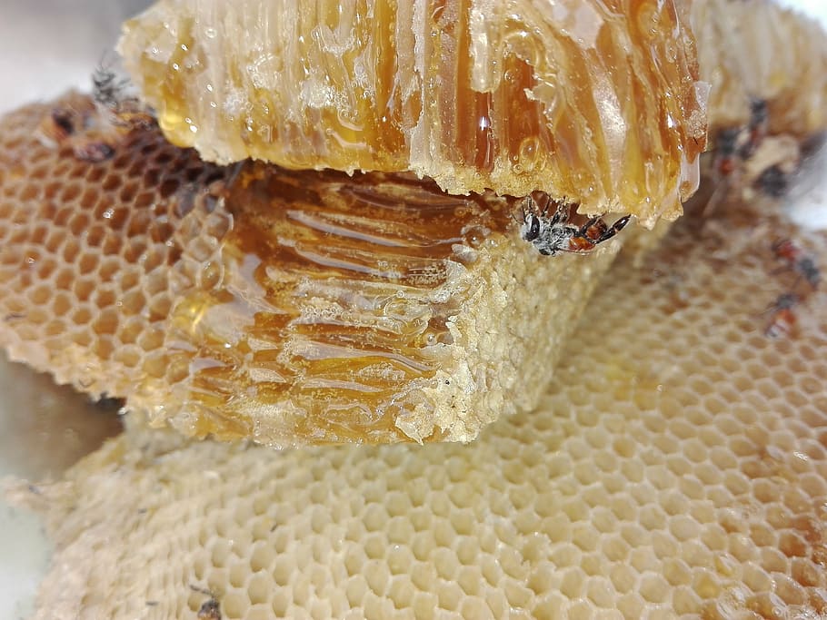 honey comb, honey, health, bee, close-up, honeycomb, indoors, food, food and drink, freshness