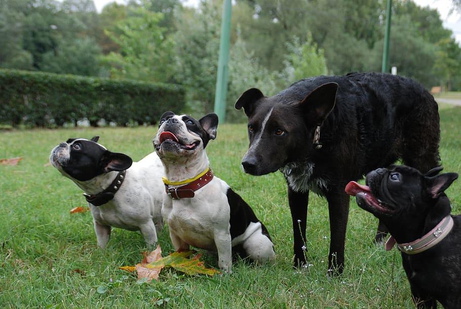 cães, recompensa, esperar, buldogues franceses, procurar, ao ar livre, cachorro, canino, doméstico, mamífero