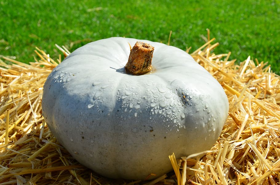 pumpkin, autumn, straw, gourd, nature, plant, food and drink, grass, food, hay