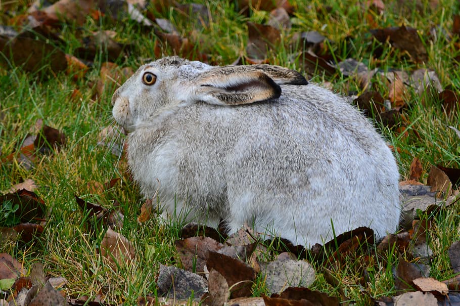 ウサギ うさぎ 動物 野生動物 バニー かわいい イースター 毛皮で覆われた ファジー 哺乳類 Pxfuel