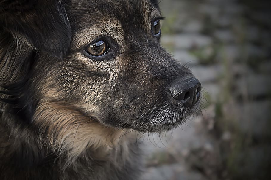 closeup, photography, german shepherd puppy, dogs, puppies, puppy, mutt, pets, canine, animals