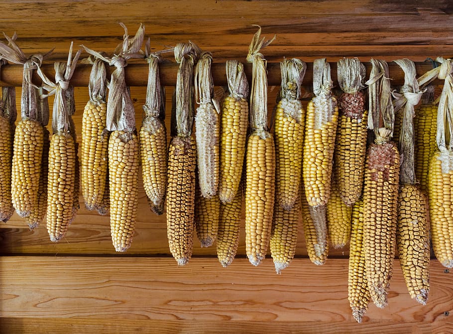corn, dry, agriculture, rural, wood, wall, food and drink, food, vegetable, sweetcorn