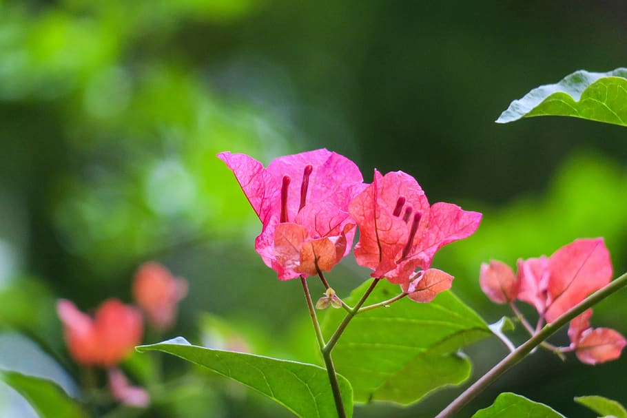 daun bunga, bugenvil, bugenvil azalea, mao bao handuk, Amerika Selatan melati ungu, Hongkong, alam, menanam, bunga, indah