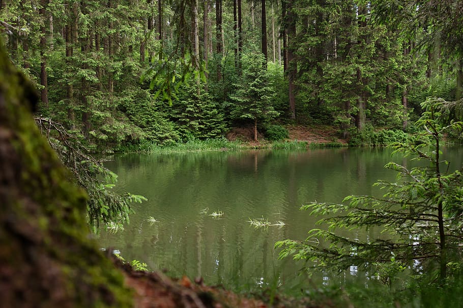 calm, water, surrounded, trees, daytime, nature, forest, waldsee, resin, coniferous forest