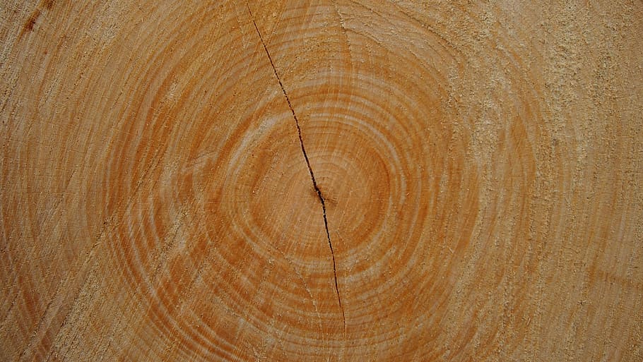 Trunk, Wood, Tree, Nature, Warmth, wood - material, wood grain, timber, tree ring, backgrounds