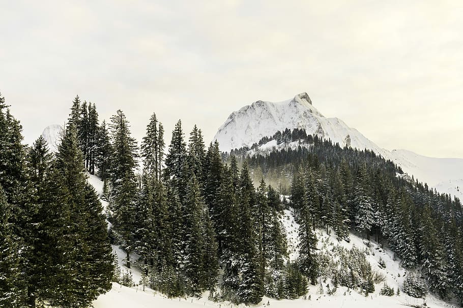 landscape photo, mountain alps, surrounded, pine trees, mountain, cold, snow, winter, snow-covered, wintry