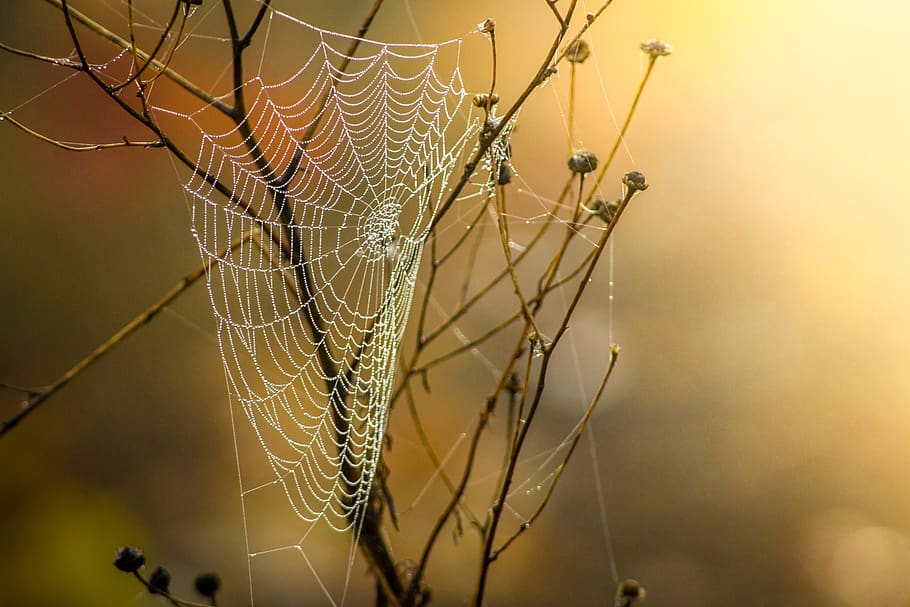 jaring laba-laba, embun, alam, lembab, musim gugur, web, Morgentau, kabut, titik embun, kelembaban