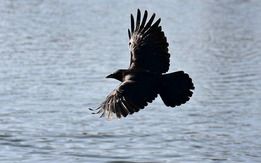 negro, marrón, pájaro, flotando, cuerpo, agua, cuervo común, cuervo, mosca, lago