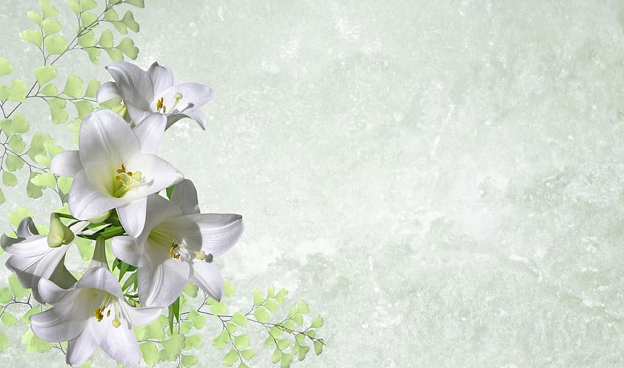 papel tapiz de flores blancas, tarjeta de felicitación, lirio, flor, naturaleza, escritorio, flora, temporada, planta floreciendo, planta