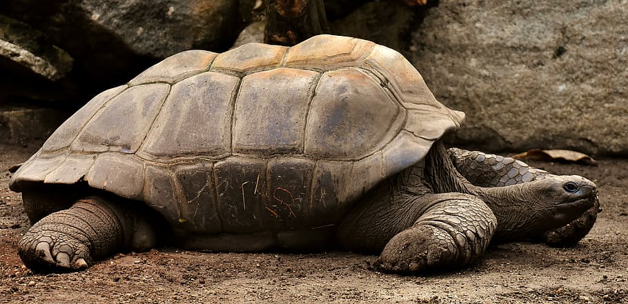 brown, tortoise, ground, giant tortoises, animals, water, panzer, zoo, turtle, reptile