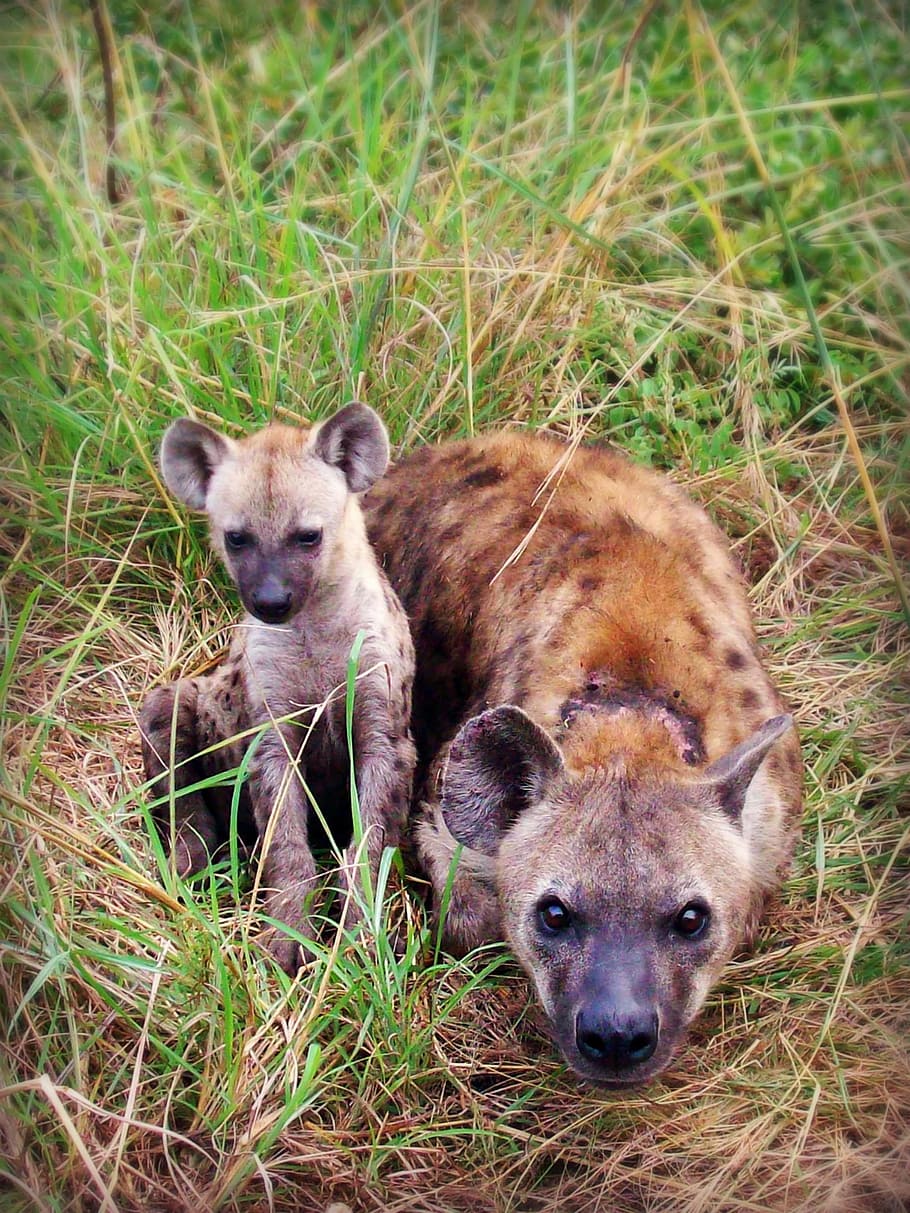 cub, grass, Hyena, Puppy, Animal, Africa, south africa, spotted hyena, hyena and puppy, nature