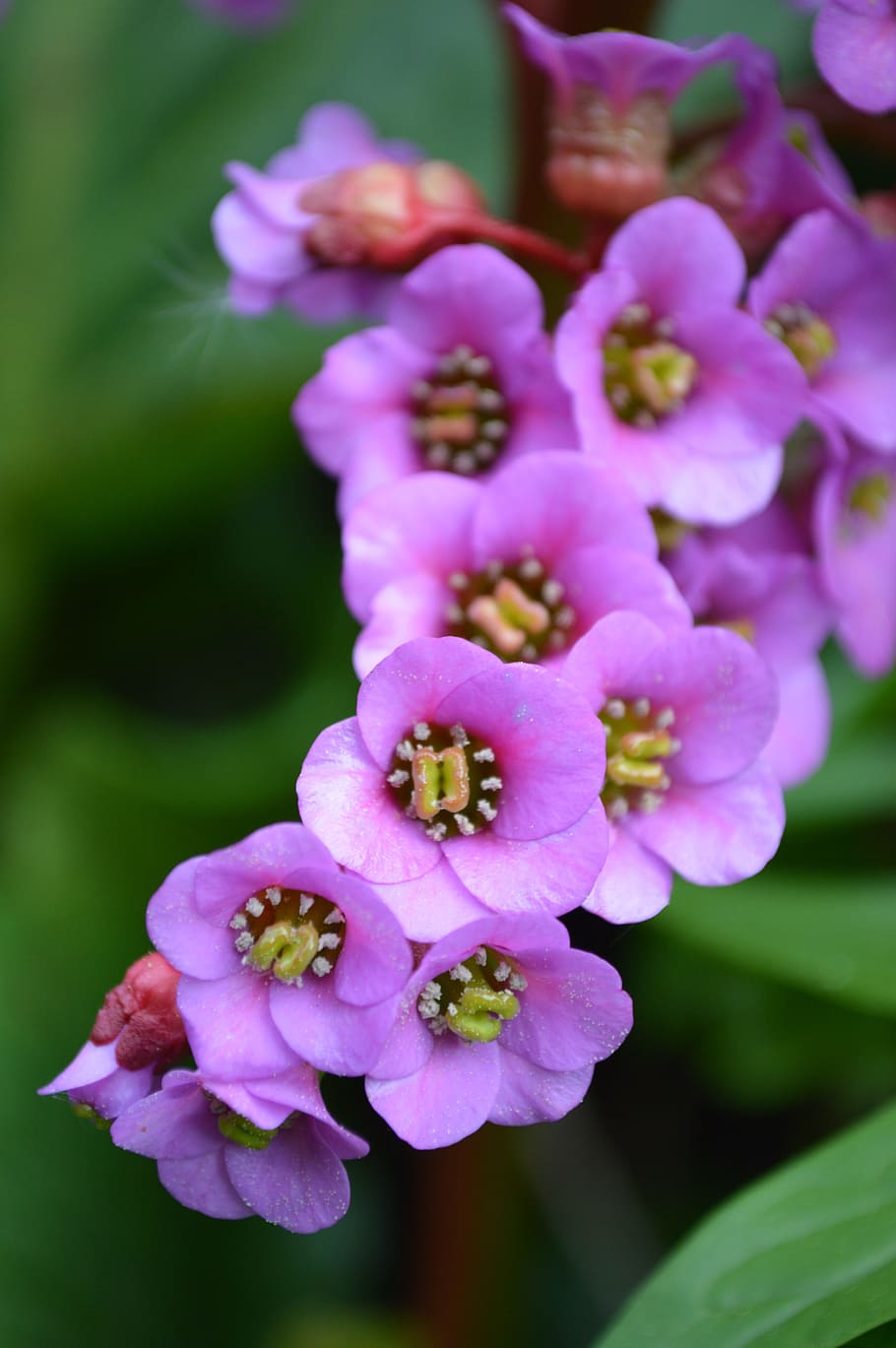 bergenia, settled wurz, Bergenia, Settled, Wurz, settled wurz, rock crushing plant, herb, pink, purple, color