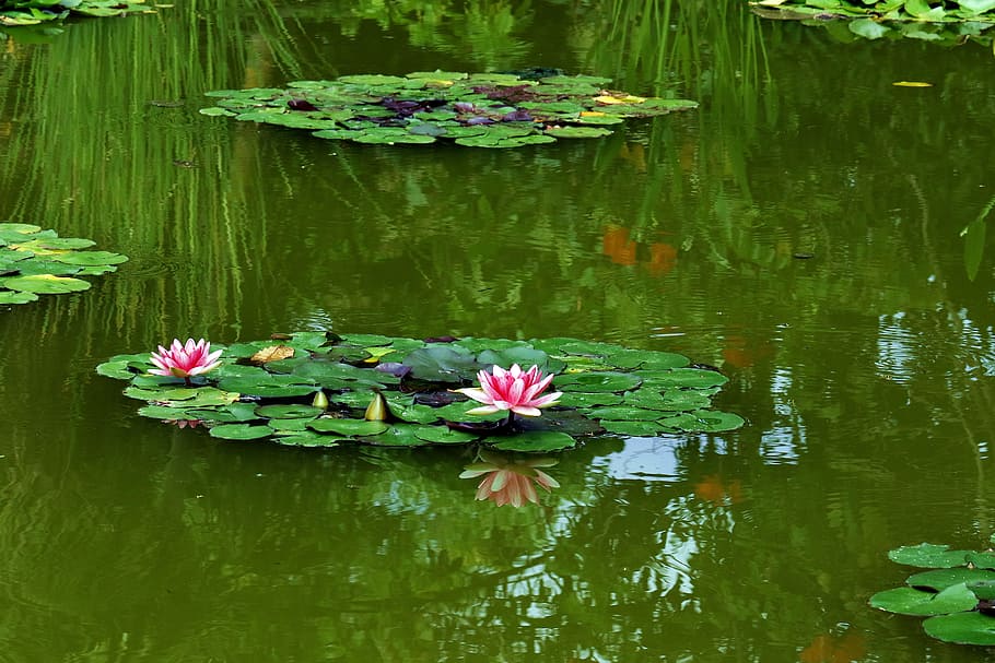 pink, lotus flower, pond, Water Lily, Water Lilies, Water Plant, flower, summer, lily, reflection