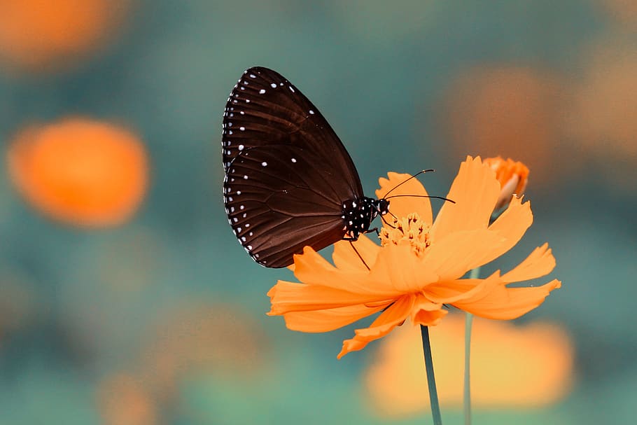 butterfly, insect, flower, orange, petals, garden, nature, blur, animal wildlife, invertebrate