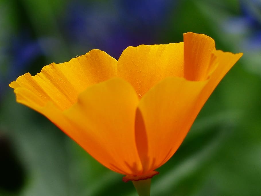 eschscholzia californica, poppy, blossom, bloom, plant, orange, bright, color, colorful, gold poppy
