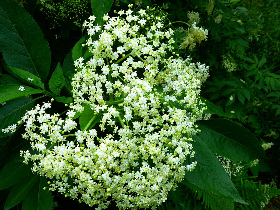 saúco negro, flor de saúco, rama, blanco, inflorescencias, saúco, sambucus, adoxaceae, flor, arbusto