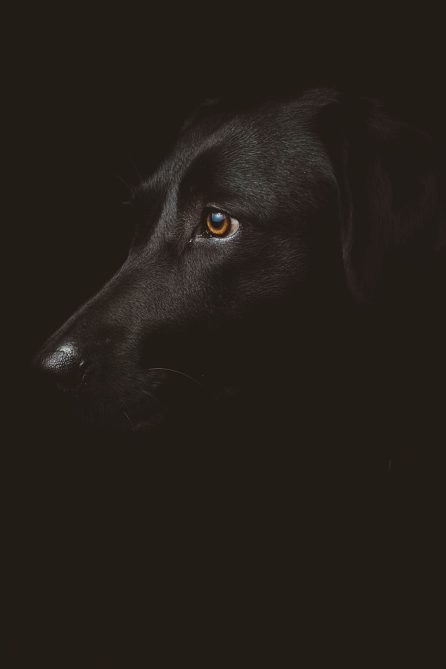 фокус фото, взрослый, черный, лабрадор ретривер, лабрадор, ретривер, собака, темно, ночь, щенок