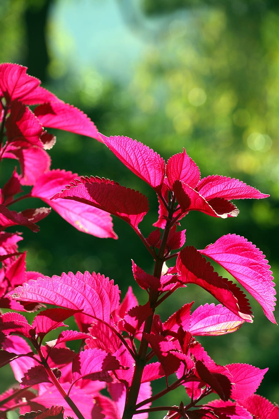 秋 花 ピンク 花びら 風景 公園 植物 成長 自然の美しさ 開花植物 Pxfuel