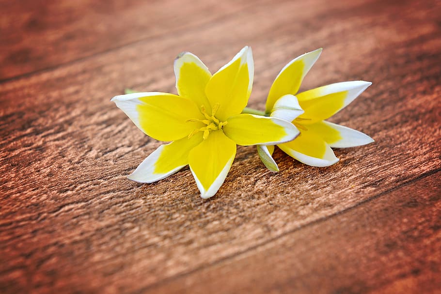 yellow, white, petaled flowers, flowers, star tulips, small star tulips, yellow-white, spring flowers, wood, close