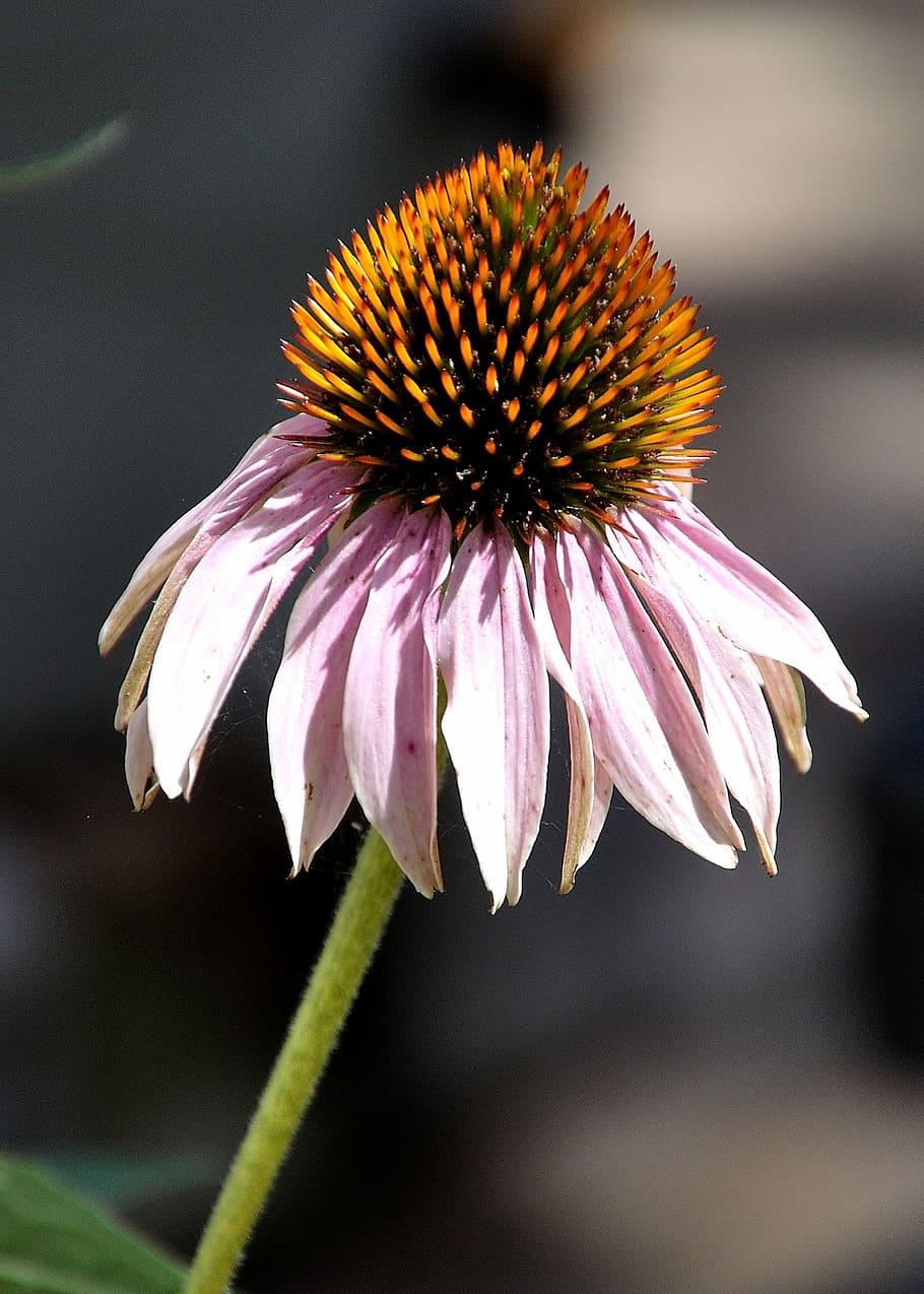 Coneflower, Color, Botanical, Natural, flower, eastern purple coneflower, fragility, close-up, focus on foreground, flowering plant