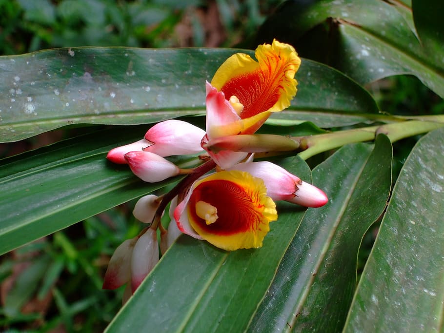 zanzibar, orquídea, flor, frescura, planta floreciendo, planta, belleza en la naturaleza, primer plano, crecimiento, fragilidad
