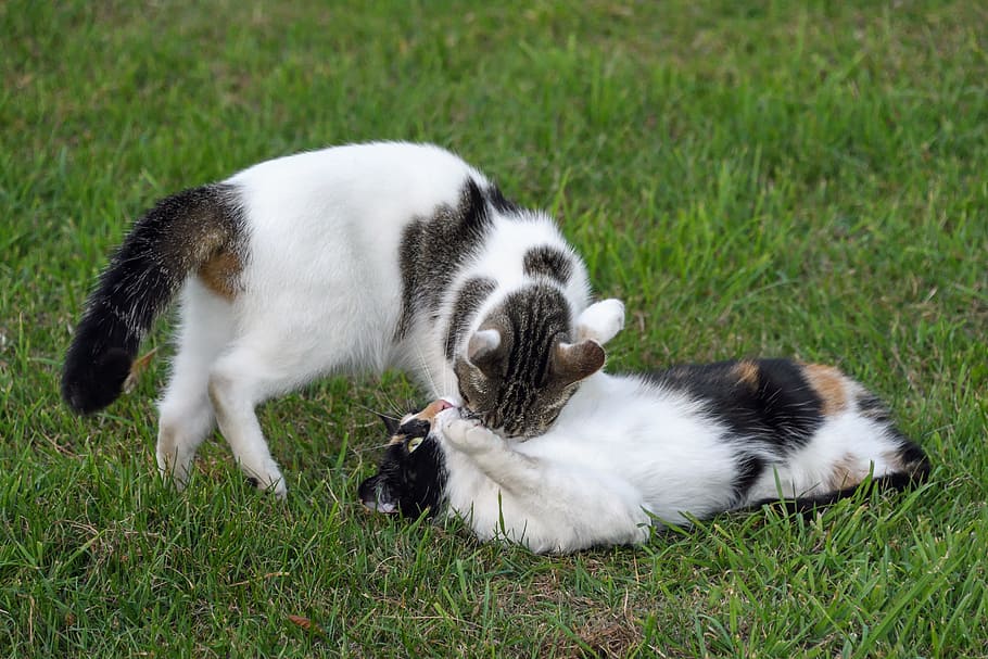 Gatos, Juego, Hierba, gato, dos gatos, animales domésticos, día, temas de animales, perro, mascotas