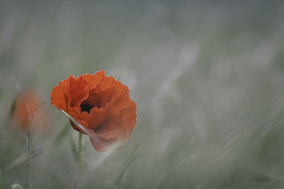 selective, focus photography, red, poppy flower, focus, photography, orange, poppy, flower, flowers