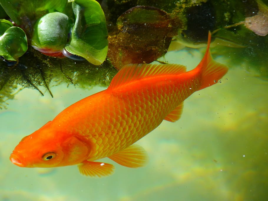 pez naranja, pez dorado, pescado, nadar, mojado, peces de agua dulce, agua, bajo el agua, animal, naturaleza