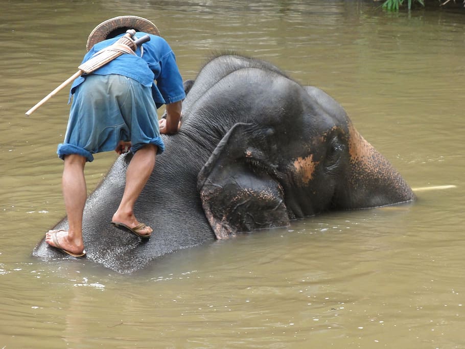 象, 悪い, タイ, ランパーン, 水, 哺乳類, 1匹の動物, 実在の人々, 背面図, 男性