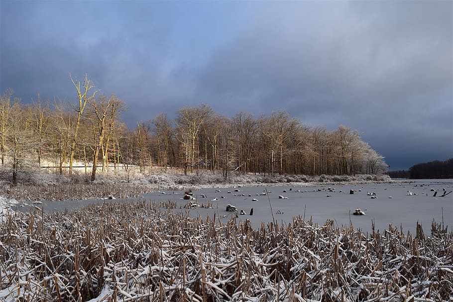 Nieve, amanecer, lago, Nueva Jersey, cielo, parque, árboles, invierno, blanco, al aire libre