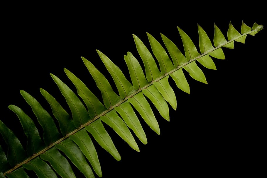 plant, fern, black background, isolated, leaves, close up, organic, green, natural, vegetation
