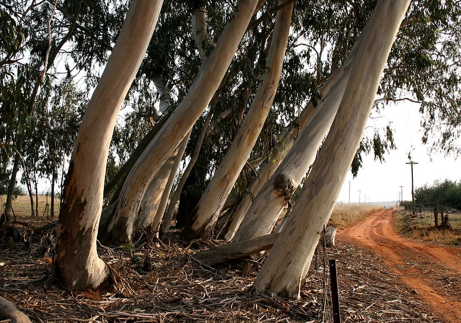 Eucalyptus, Bluegum, Trees, Trunks, thick, white, slated, green leaves light, red soil, dust road