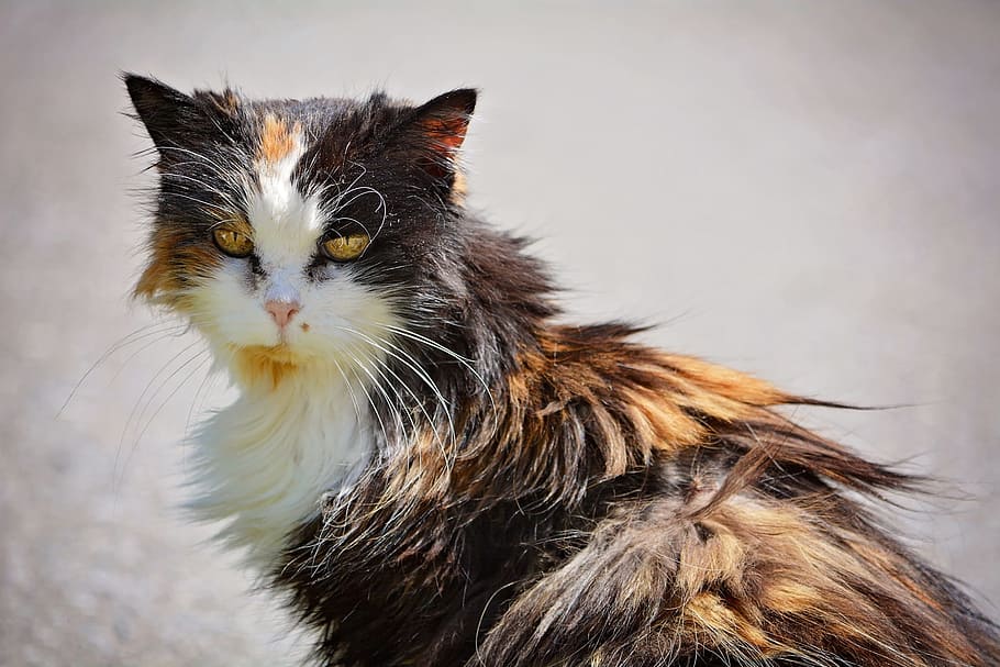 tilt shift lens photography, calico, cat, domestic cat, pet, animal, three coloured, scrubby, felted, exhausted
