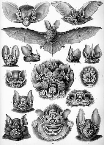 bat-bats-haeckel-chiroptera-mammals-royalty-free-thumbnail.jpg