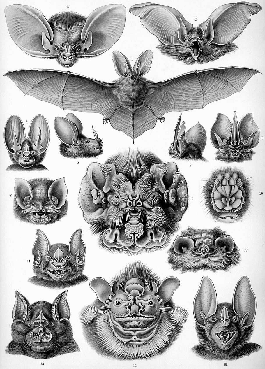 15 bat sketch, bat, bats, haeckel chiroptera, mammals, microchiroptera, black And White, antique, engraved Image, arts And Entertainment