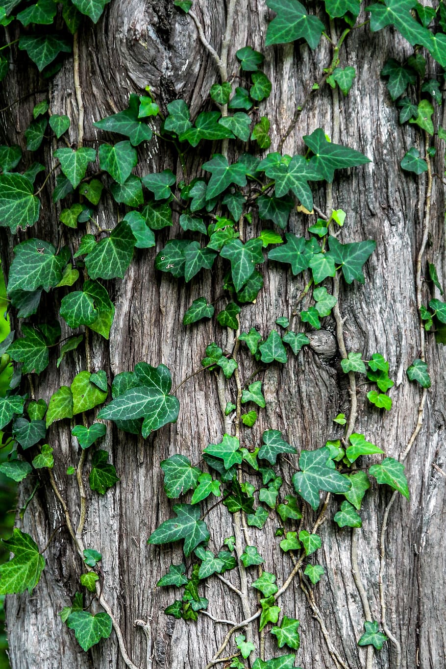 green, leaves, gray, tree trunk, ivy, plant, creeper, garden, bark, tree