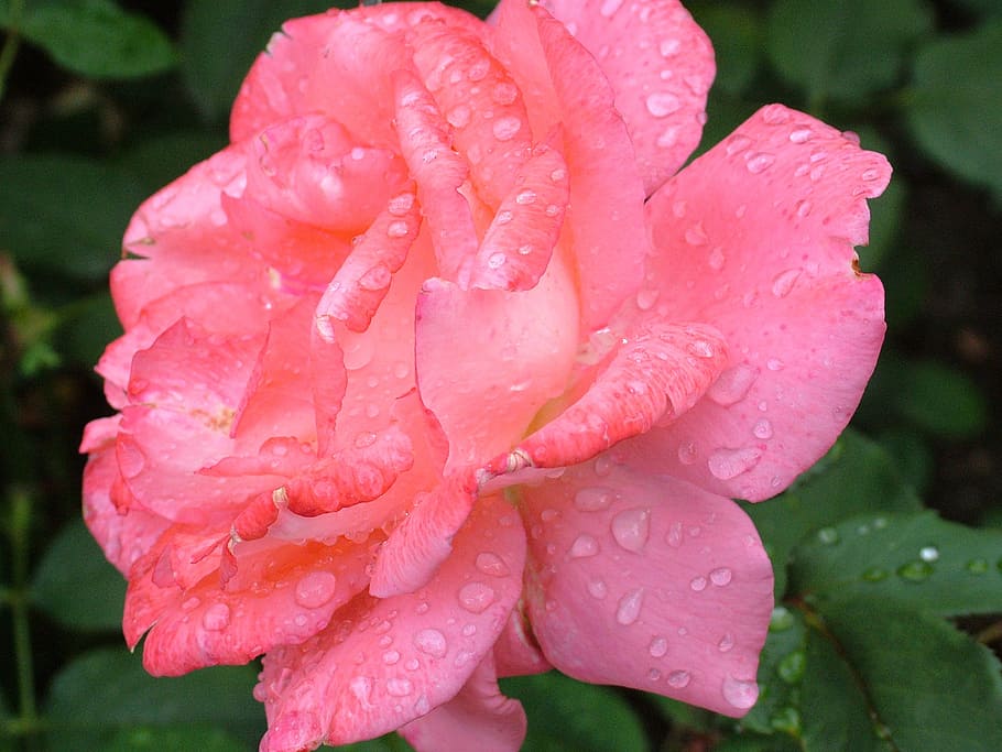 pink, rose, flower, close, photography, closeup, red, plant, drop, wet